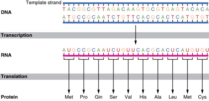 Protein Synthesis Protein Synthesis