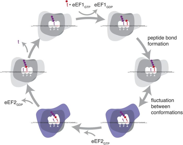 Distinct stages of the translation elongation cycle revealed by ... Best family hotels